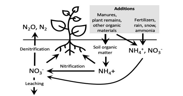 Ammonium Binds to Soil could Produce Enough Food and Reduce Environmental Damage