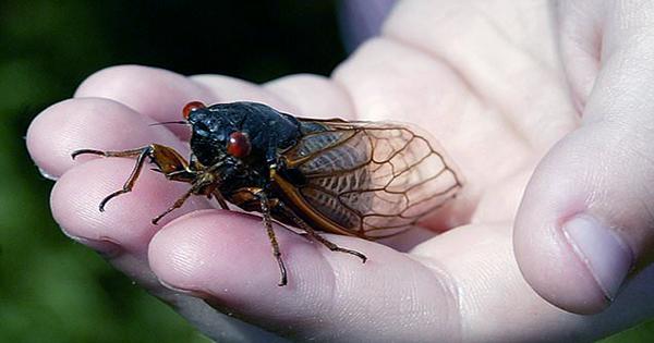 Billions of Cicadas Are Starting To Pop Up Across the US after A 17-Year Snooze