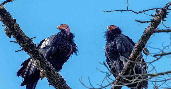 Decking Trashed By California Condors As “Flock of Rowdy Teenagers” Descend On Home