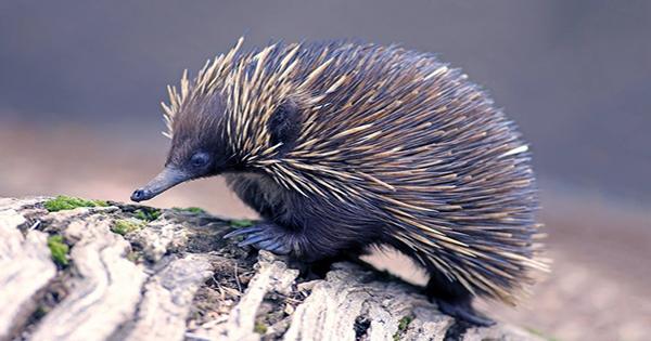 Echidnas Have a Four-Tipped Penis but Only Use Half of it at Once