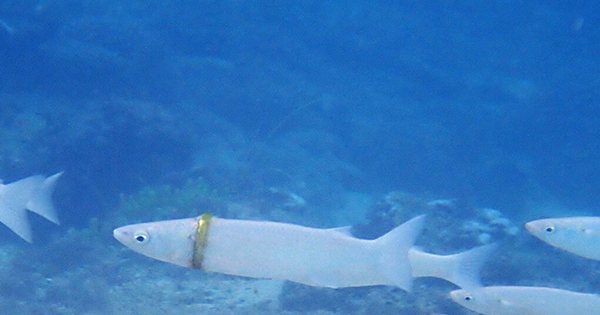 Fish Spotted with Gold Ring around its Head after Wedding Band Lost on Norfolk Island