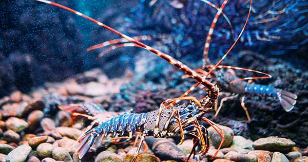 Freckles the “One In 30 Million” Calico Lobster Narrowly Avoided Becoming Dinner