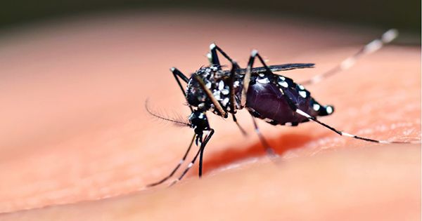 Genetically Modified Mosquitoes Released In the US For First Time To Combat Disease