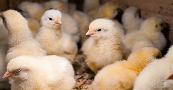 Germany to Make Culling of Male Chicks in Meat Industry Illegal from 2022