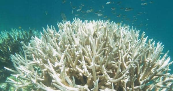 Growth Rates of Coral Reefs Damage because of Mass Coral Bleaching
