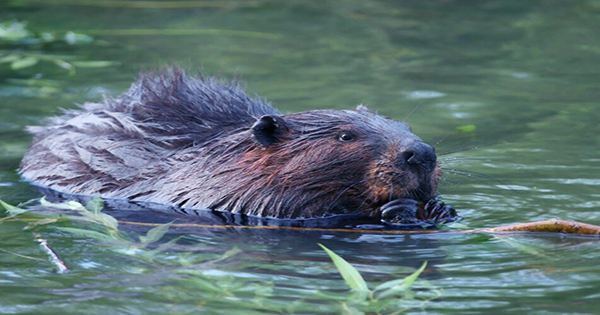 Nibbling Beaver Causes Internet Outage In A Very Canadian Turn Of Events