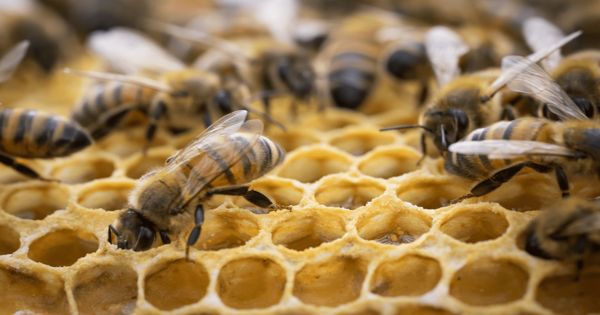 Research finds Temperature Cycles inside the Beehive