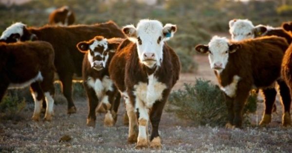 Researchers Identify the Cause of Livestock Diseases on the basis of Genotypes Approach