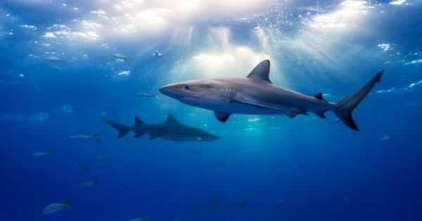 Sharks Use Earth’s Magnetic Field Like Satnav To Navigate The Ocean