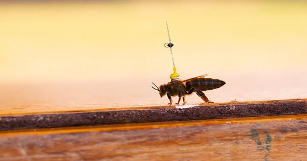 The Secret Aerial Sex Lives of Honeybee Drones Revealed Using Radar Technology