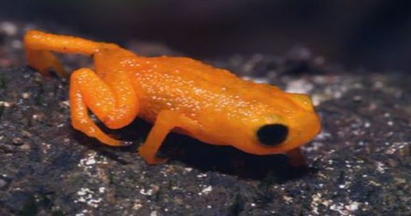 Tiny New Species Of Pumpkin Toadlet Packs Some Seriously Deadly Poison