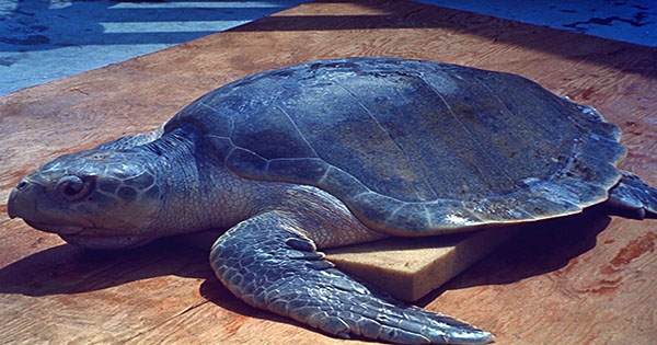 Tiny Trackers Reveal Where Turtles Disappear To During Their “Lost Years” At Sea