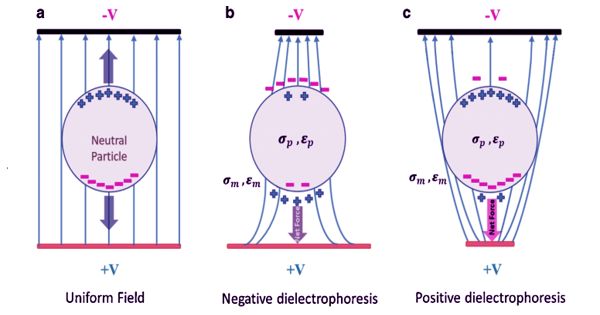 Dielectrophoresis – an Electrostatic Phenomenon
