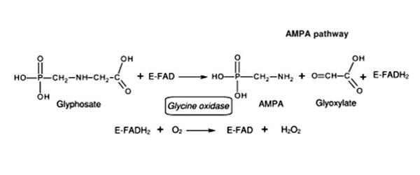 Oxidoreductase - an Enzyme that Catalyzes the Transfer of Electrons ...