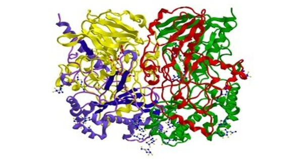 Oxidoreductase – an Enzyme that Catalyzes the Transfer of Electrons from one Molecule