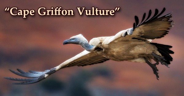A beautiful bird “Cape Griffon Vulture”