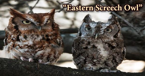A beautiful bird “Eastern Screech Owl”