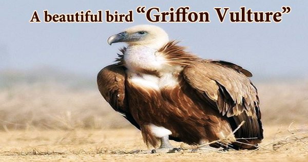 A beautiful bird “Griffon Vulture”