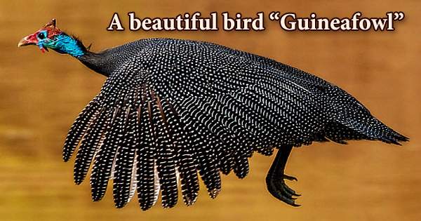 A beautiful bird “Guineafowl”