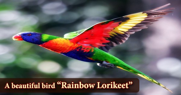 A beautiful bird “Rainbow Lorikeet”