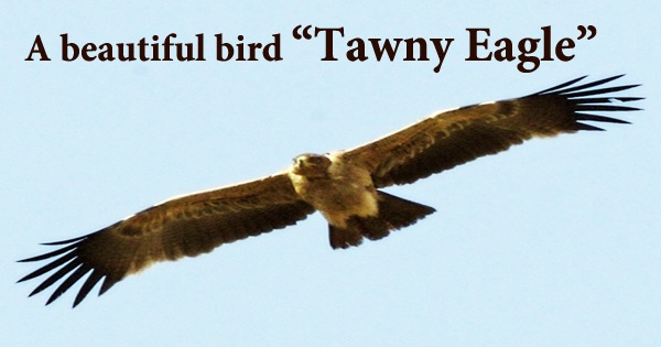 A beautiful bird “Tawny Eagle”