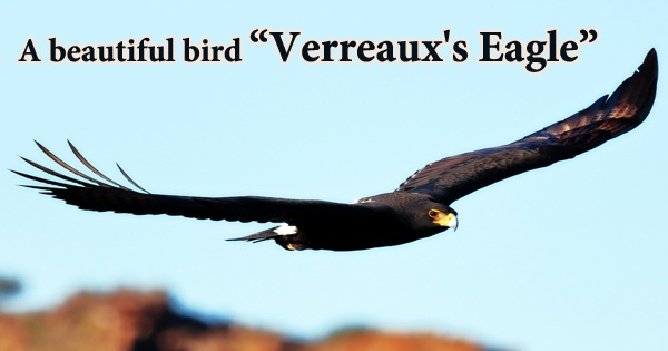 A beautiful bird “Verreaux’s Eagle”