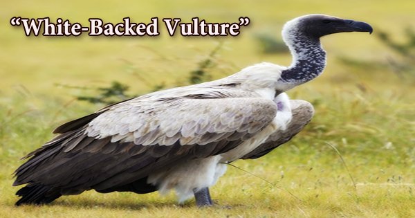 A beautiful bird “White-Backed Vulture”