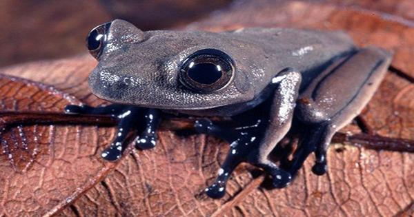Adorable New Chocolate Frog Species Discovered, but you Definitely shouldn’t Eat it