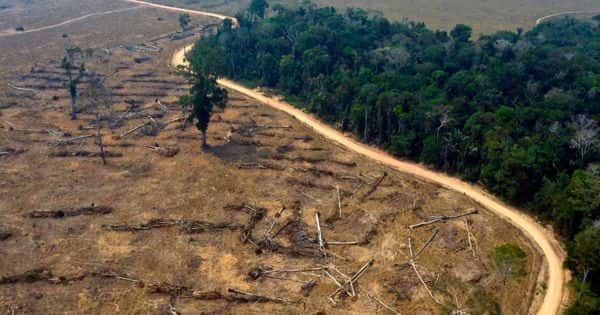 Agricultural Land being carried out Illegally causes Rainforest Destruction