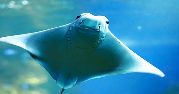 All 12 Stingrays at ZooTampa at Lowry Park have Mysteriously Died
