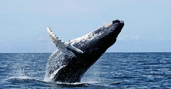 Bubble-Net Feeding Humpback Whales Spotted in Australia for the First Time