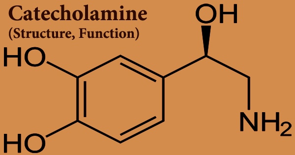 Catecholamine (Structure, Function)