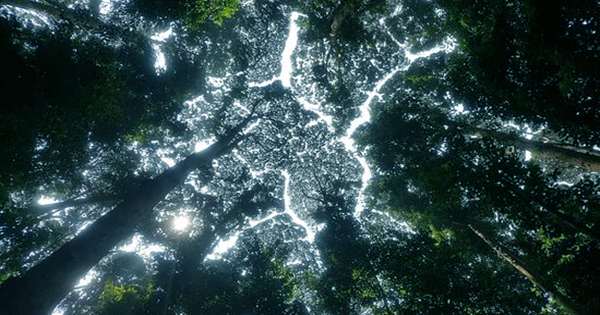 Crown Shyness: Why Some Trees Avoid Touching Leaves, Creating a Fractured Canopy