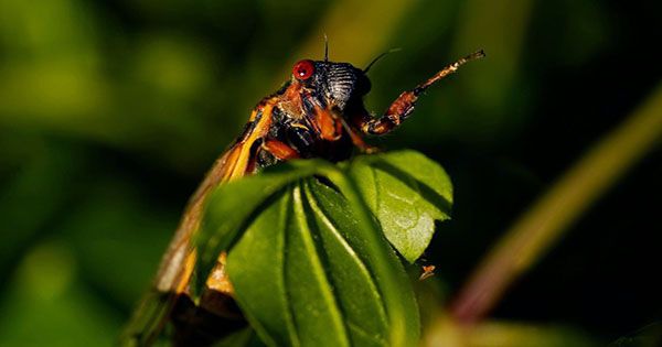 Don’t Eat any Screaming Cicadas if You’re Allergic to Seafood, FDA Warns