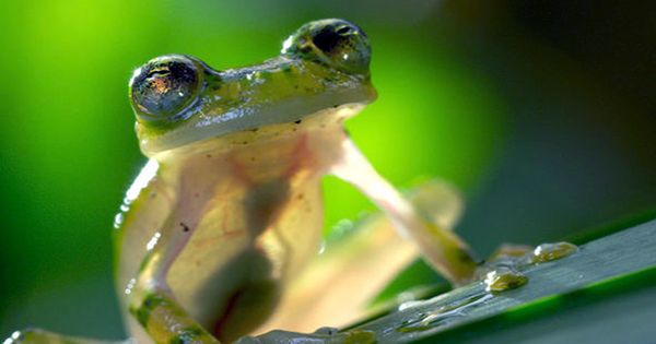 Faceplanting Frog Shows that Frogs Evolved to Leap before they could Land