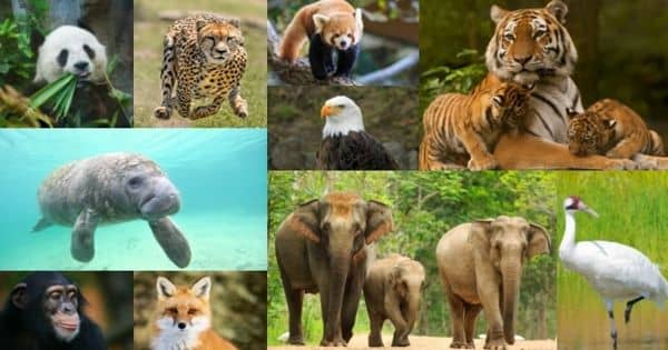 Factors Causing Rapid Disappearance of Wildlife Species – an Open Speech