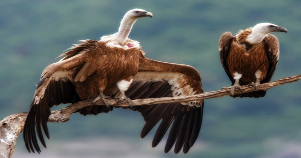 A beautiful bird “Griffon Vulture” - Assignment Point