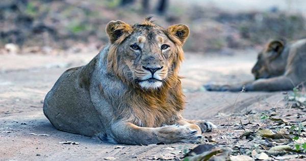 Lion Dies of Suspected COVID-19 in India, One of Nine to Test Positive
