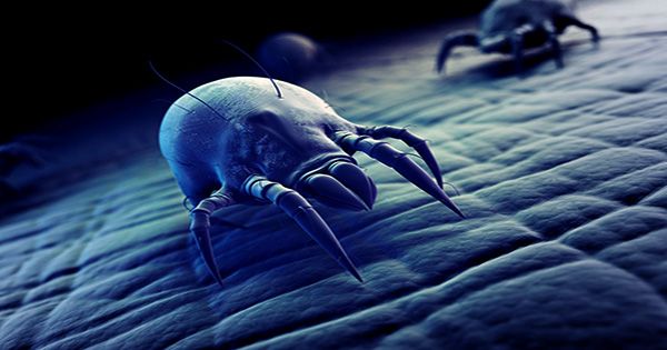 Never Hoovered your Mattress? You’re Probably Sleeping on Thousands of Dust Mites