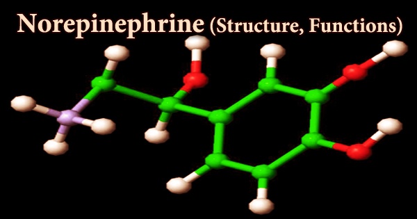 Norepinephrine (Structure, Functions)