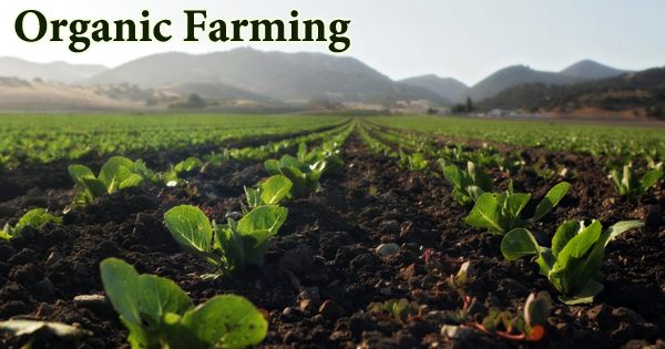 Organic Farming (Types, Advantages, and Disadvantages)