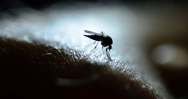 Researchers designed a Drug-like compound that Blocks Malaria Parasite Life Cycle