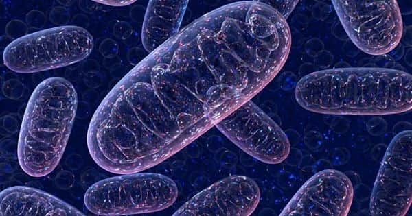 Scientists Identify a Novel Genetic Mitochondrial Disorder by Analyzing DNA Samples
