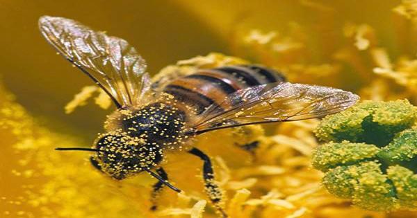 Why Some Himalayan Bees Produce Hallucinogenic “Mad” Honey