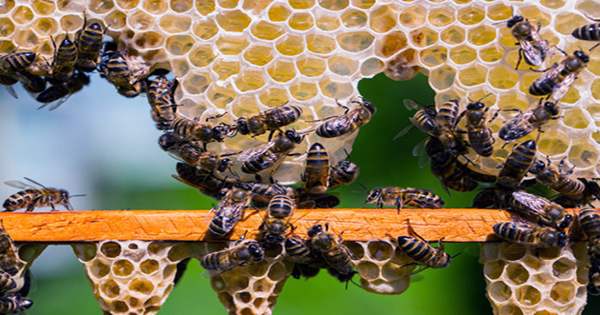 South African Honeybee Workers can Churn Out Millions of Genetically Identical Clones