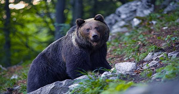 Teenager Pushes Bear Off a Wall to Save her Dogs