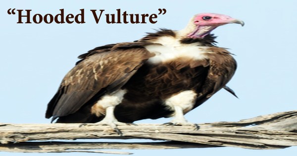 A beautiful bird “Hooded Vulture”