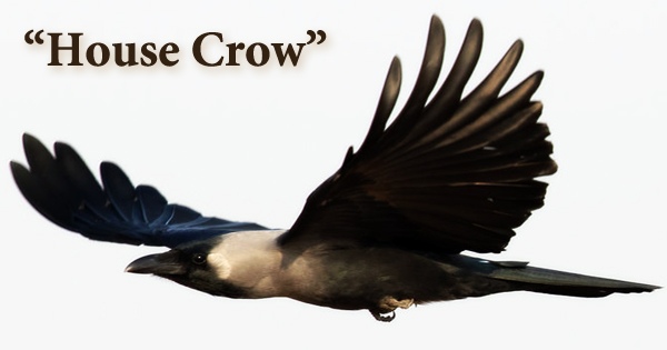 A beautiful bird “House Crow”