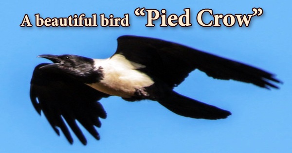 A beautiful bird “Pied Crow”