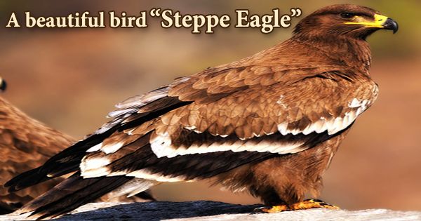 A beautiful bird “Steppe Eagle”